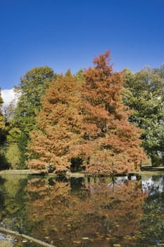 a brown golden tree in the indian summer with blue sky