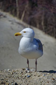 Single european herring gull on heligoland - island Dune - North beach - Larus argentatus