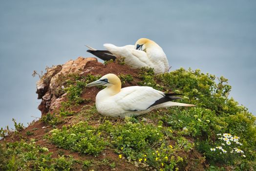 couple of northern garnet on the red Rock - Heligoland island