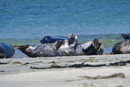 Wijd Grey seal on the north beach of Heligoland - island Dune i- Northsea - Germany