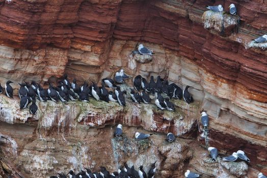 common murre colony - common guillemot on the red Rock in the northsea - Heligoland - Germany -Uria aalge