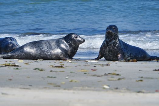 Wijd Grey seal on the north beach of Heligoland - island Dune i- Northsea - Germany