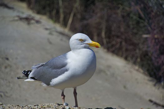 Single european herring gull on heligoland - island Dune - North beach - Larus argentatus