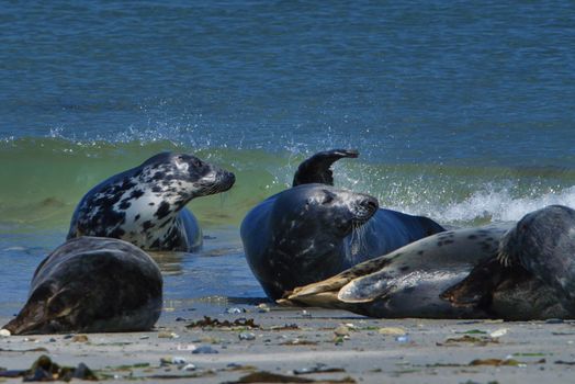 Wijd Grey seal on the north beach of Heligoland - island Dune i- Northsea - Germany