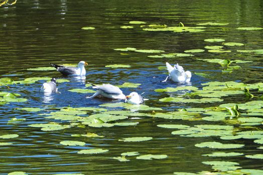 Group ofeuropean herring gull on heligoland - island Dune - cleaning feather in sweet water pond - Larus argentatus