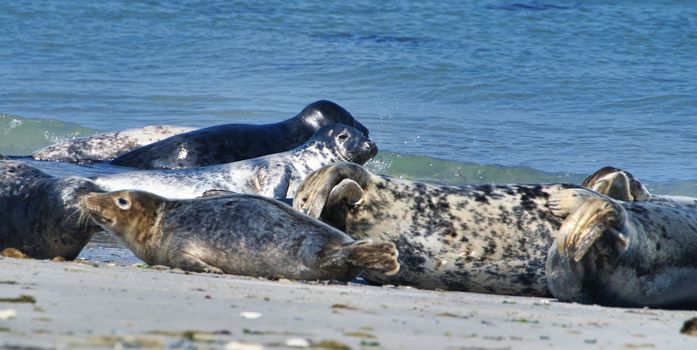 Wijd Grey seal on the north beach of Heligoland - island Dune i- Northsea - Germany