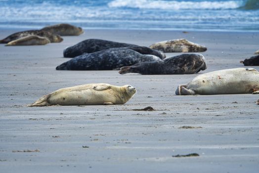 Grey seal on South beach ofHeligoland - island Dune - germany