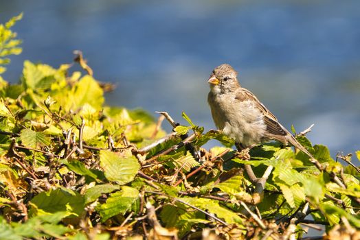 single old sparrow - windy pkace in front of water