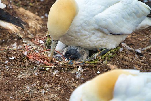 single  northern garnet on the red Rock with a young garnet in the nest - Heligoland island