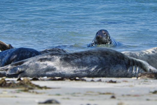 Wijd Grey seal on the north beach of Heligoland - island Dune i- Northsea - Germany