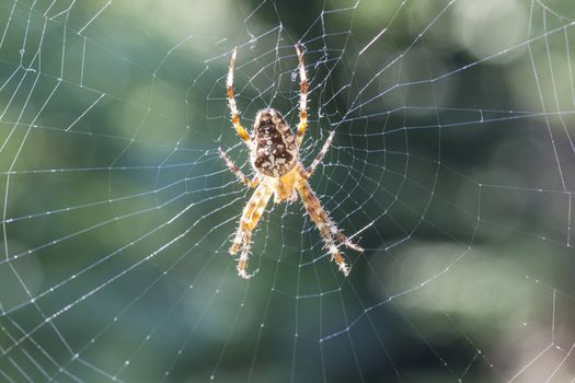 small brown spider in the sun - close-up - Araneus diadematu