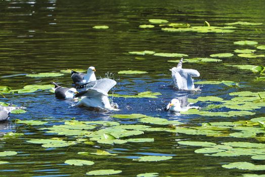 Group ofeuropean herring gull on heligoland - island Dune - cleaning feather in sweet water pond - Larus argentatus