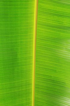 Banana leaves with texture background.