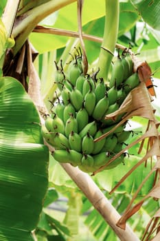 Banana on tree and dries leaves in farm with sunlight.