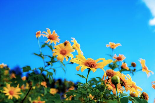 Bua tong flower of Thailand with beautiful at sky.