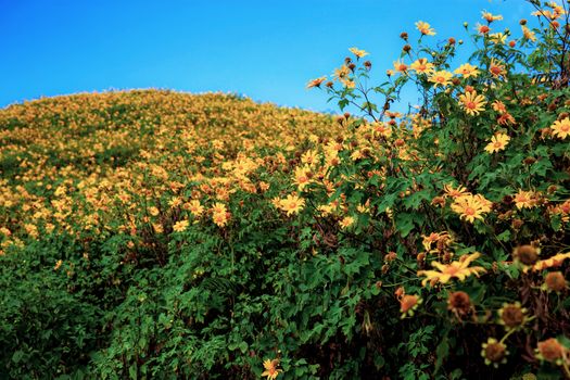 Bua tong flower in field of Thailand with blue sky.