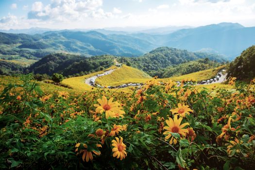 Bua tong flower on hill of Thailand with sky.