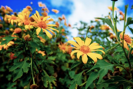 Bua tong flower of Thailand with beautiful.