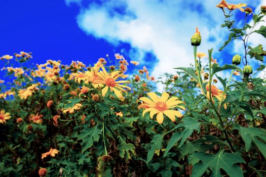 Bua tong flower of Thailand with beautiful at the blue sky.