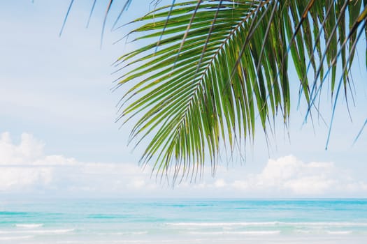 Coconut leaves at sea with the sky.