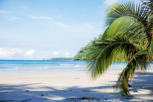 Coconut leaves on beach with the sky.