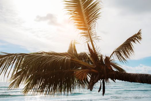 Coconut tree at sea with the sunlight.