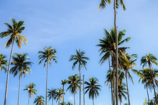 Coconut tree at sky with color background.