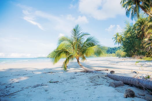 Coconut tree on beach with the sky.