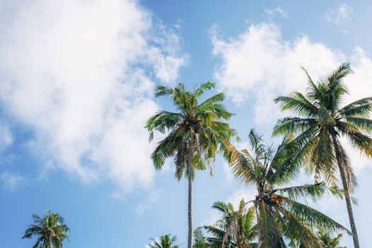 Coconut tree at the sky with background.