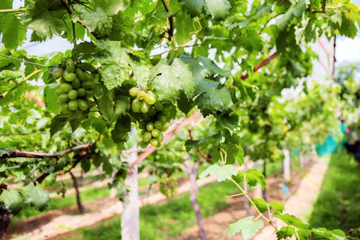 Green grapes on tree in farm with the sunlight.