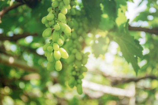 Green grapes on tree with blurred background.
