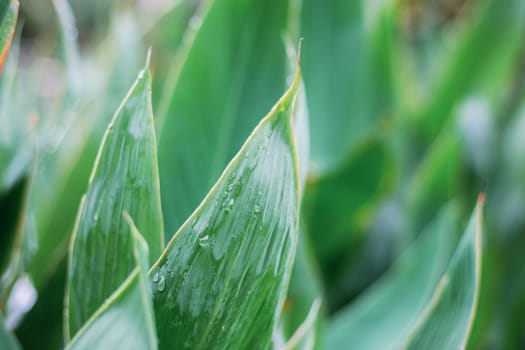 Leaves of plant in park with the sunrise.