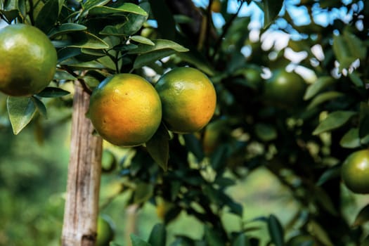 Orange on tree in farm at countryside.