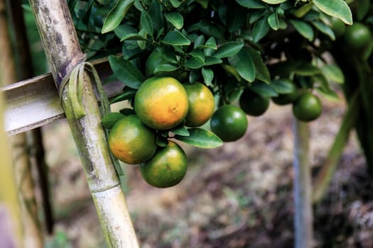 Orange on tree in farm of Thailand.