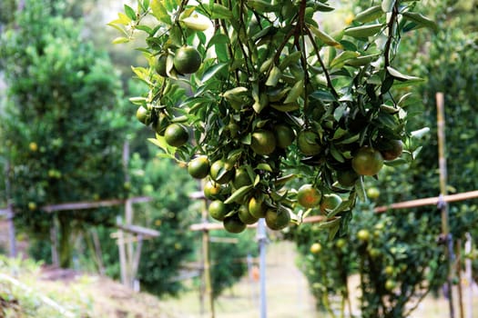 Orange on tree in farm at countryside of Thailand.