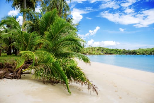 Palm tree and leaves on beach at sea in summer.