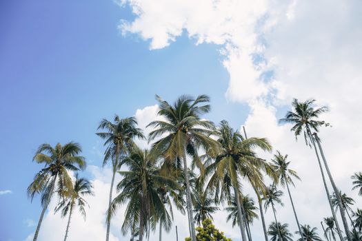 Palm tree at sea with the blue sky.