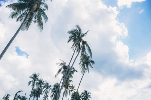 Palm tree at sea with the sky in summer.