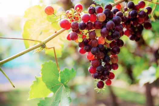 Red grapes of ripe in vineyard with the sunlight.