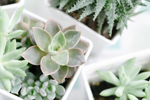 Closeup succulent plant in pot for decoration with vintage tone, selective focus