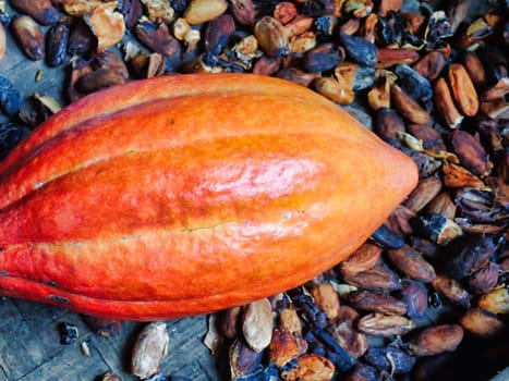 Cocoa fruit close up with selective focus      