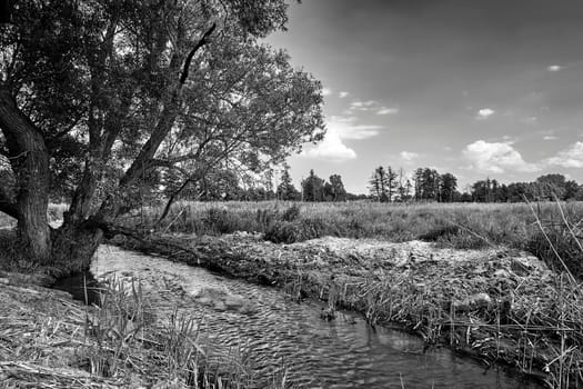 Tree by a small river on a sunny day in the lowland in Poland, black and white
