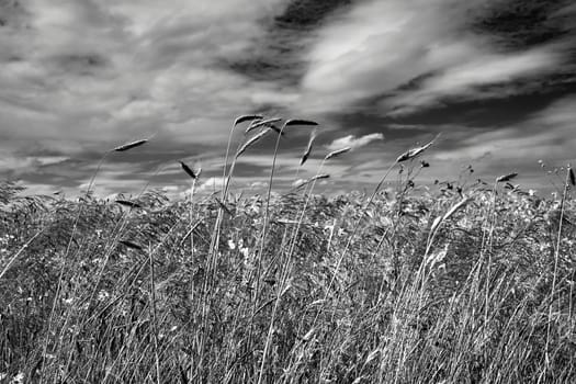 Blooming, colorful flowers against the background of ripe grain in Poland, black and white