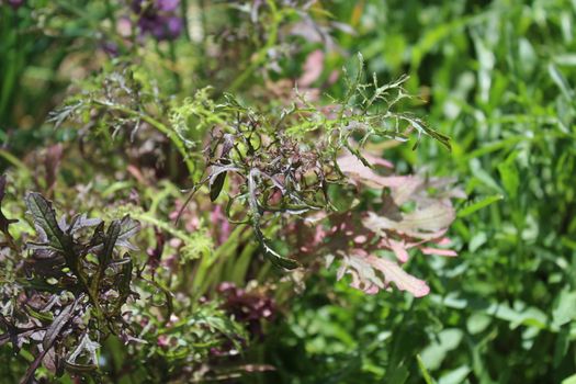 The picture shows leaf mustard in the garden