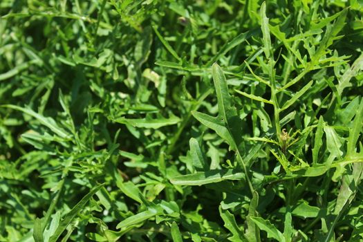 The picture shows green healthy rocket in the garden