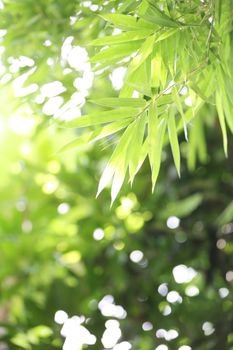 banboo and bokeh background