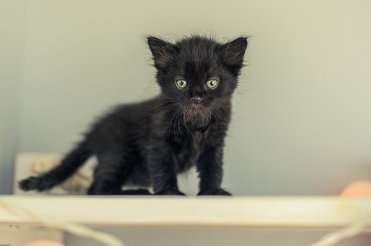black kitten stands on white shelves