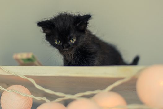little black kitten looks down from a white shelf with a garland