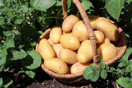 The picture shows potatoes in a basket on a potato field