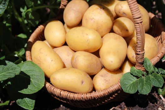 The picture shows potatoes in a basket on a potato field